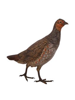 A STANDING PARTRIDGE, COLD PAINTED VIENNA BRONZE FIGURE - Franz Xaver Bergmann